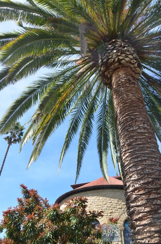 stanford_university_42